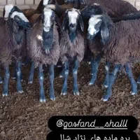 ۴۰ راس بره پای پروار