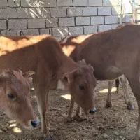 گاو با گوساله ابستن|حیوانات مزرعه|شادگان, |دیوار