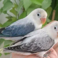 طوطی برزیلی یووینگ خاص و کمیاب|پرنده|تهران, باشگاه نفت|دیوار