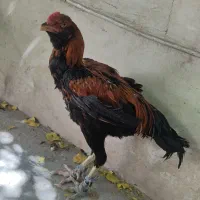 جوجه لاری|حیوانات مزرعه|شیراز, سهل‌آباد|دیوار