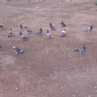 کبوتر مسافتی
