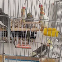 چهار عدد طوطی با قفس