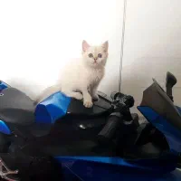 بچه گربه ملوس