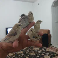جوجه سهره سرلاکی