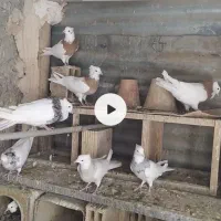 طوقی|پرنده|رودشت (اصفهان), |دیوار