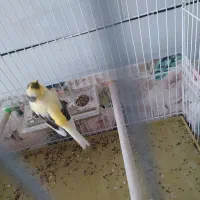 قناری نر ابلغ گلاستر تن نخورده درشت و خونگی|پرنده|آران و بیدگل, |دیوار