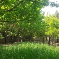 باغ بادرختان نمونه پرمیوه آرامگا فردوس ماریان زاک