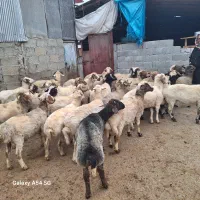 فروش گوسفند|حیوانات مزرعه|ماسال, |دیوار