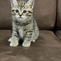 بچه گربه اسکاتیش فولد نر