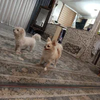 پامرین روباهی