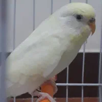 مرغ عشق ماده باقفس|پرنده|رشت, پیرکلاچای|دیوار