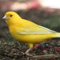 قناری زرد جوان