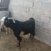 بزو دبر|حیوانات مزرعه|جنت, |دیوار