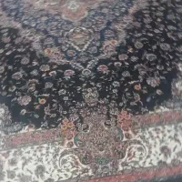 فرش|فرش|پلدختر, |دیوار