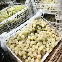 استا کار میوه فروشی و نیروی بسته بندی خانم