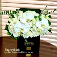 نیروی خانم اجرایی