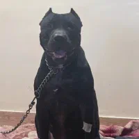 سگ پیتبول تریر|سگ|تهران, قنات‌کوثر|دیوار