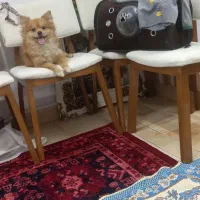 سگ حرف گوش کن