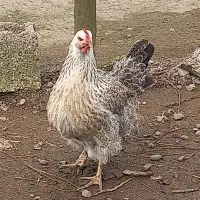 مرغ تخمگذار