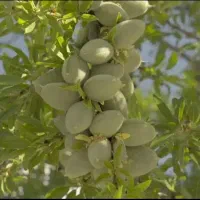 فروش نهال بادام وگردوی درجه یک