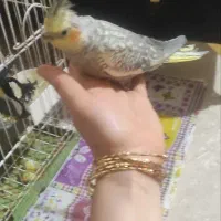 دوعروس هلندی نرو ماده و سه جوجه هلندی سالم به