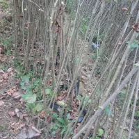 فروش نهال فندق