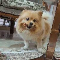 گمشده سگ پامرین|سگ|فولادشهر, C1|دیوار