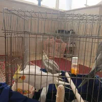 عروس هلندی