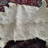 پوست بز طبیعی ۶۰۰