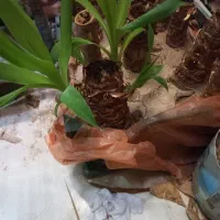 گل یوکا|گل و گیاه طبیعی|شادگان, |دیوار