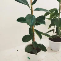 یک جفت پتوس برگ سبزوبراق