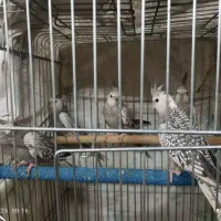 عروس هلندی|پرنده|مهریز, |دیوار