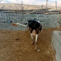 گاو  هلشتاین  ۱۲ کیلو شیر گوساله زرد ماده