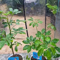 شفلر ۷۵|گل و گیاه طبیعی|بیرجند, |دیوار