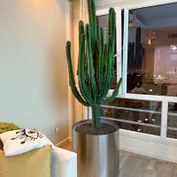 فروش گیاهان آپارتمانی و طراحی و اجرای فضای سبز|گل و گیاه طبیعی|تهران, آجودانیه|دیوار