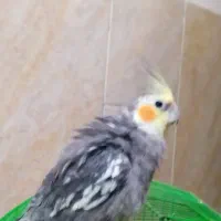 پرنده|پرنده|پاسارگاد, |دیوار