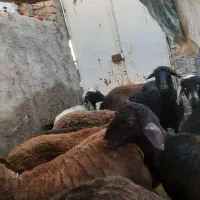 بره چاق تمام گوشت|حیوانات مزرعه|کهن آباد, |دیوار