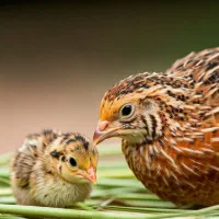 بلدرچین بزرگ