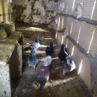 کفتر پرشی|حیوانات|نیشابور, شهرک رسولی|دیوار