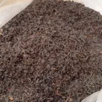 پخش چای بهاره 1404 اعلا لاهیجان زیرقیمت بازار|خوردنی و آشامیدنی|رشت, باهنر|دیوار