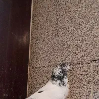 شاه کفتر|پرنده|ملایر, |دیوار