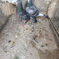 دو جفت پلاکی مسافتی