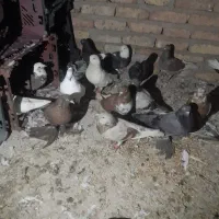 کبوتر تهرانی