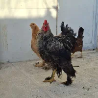 خروس بر هما
