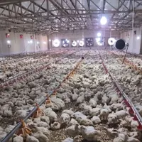 کارگر فنی آشنا بکار در مرغداری