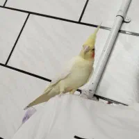 عروس هلندی گم شده|پرنده|نیریز, |دیوار