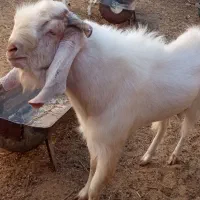 با سلام یک عدد نربز 4دندون