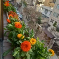 خدمات باغبانی هرسکاری بیلزنی کودهی سمپاشی|خدمات باغبانی و درختکاری|تهران, گیشا|دیوار