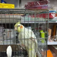 عروس هلندی نر