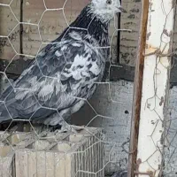 کفتر پرشی|پرنده|قم, ولیعصر|دیوار